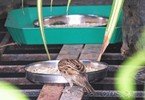 Food_Sparrows_001_resize.jpg