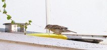 Food_Sparrows_002_resize.jpg
