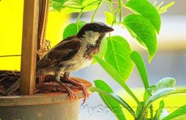 Plants_Sparrow_001.jpg