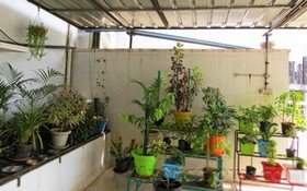 Plants_Trees.jpg