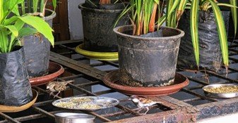 Sparrow_Food_Water_Bowls.jpg