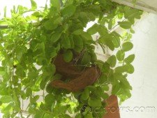 Nesting_001.JPG