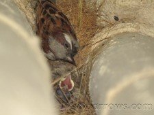 Nesting_Kids_001.JPG