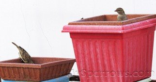 Sparrow_Food_Terra_Bowl.jpg