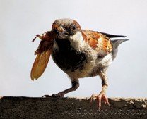 Sparrow_Life.jpg