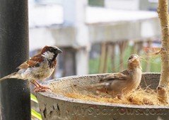 Sparrow_Life2.jpg